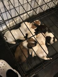 5 puppies, homes needed.