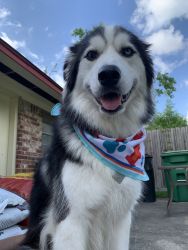 2 year old Husky Mix for Sale