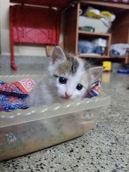 6 weeks Kitten