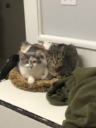 2 cats to a good home