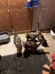 4 cats for sale as a group or individually