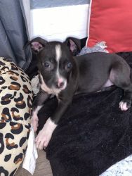Pit Puppy Venus is needing a new home