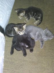 4 kittens looking for new home