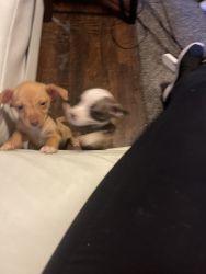 Two puppies for sale with everything