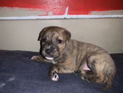Puppies for rehoming 8 weeks old