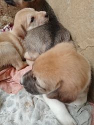 Puppies for adoption