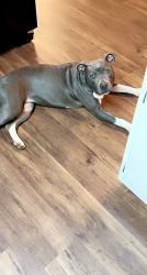 Blue nosed pitbull for sale
