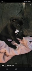 We need a new home for our 3m pit bull puppy