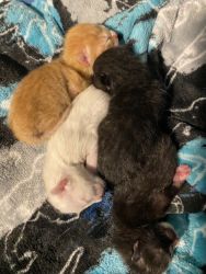 Giving away kittens