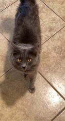 Grey medium hair cat