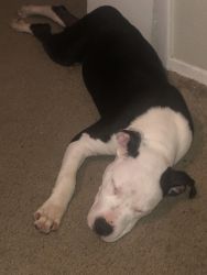 Black and white pit