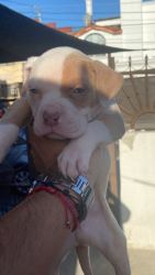 Pittbull red/blue nose
