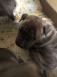 Cute puppies for sale