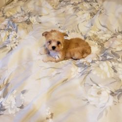 Pure breed non papered parti yorkies