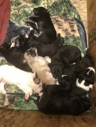 Pitbull/ Doberman puppies for sale
