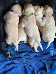Full Lab Puppies for sale