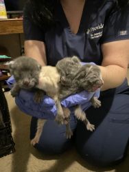 5 kittens for sale!!