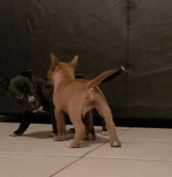 PitLab Puppies need a good home