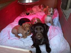 Beutyfull working cocker spaniel pups looking for their forever home