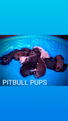 PITBULL puppies