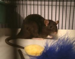 Rehoming Rat beauty