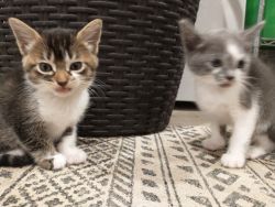 2 6.5 week old kittens