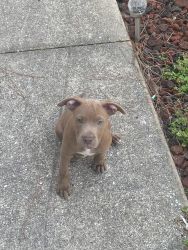 Pure breed pit bull puppy