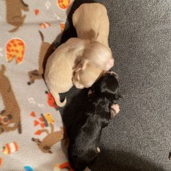 Mauxie puppies