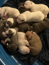 pit bull puppies 3 in an hale weeks old