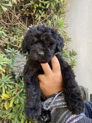 Newfydoodle Puppies for Sale