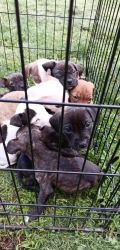 Brindle pit bull puppies