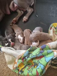 PUPPIES NEED A FOREVER HOME