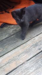 Polydactyle black cat