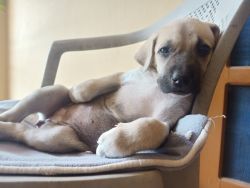 puppy for adoption