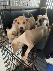 puppies for sale mixed pits Hartford county location