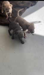Sell puppies for the low