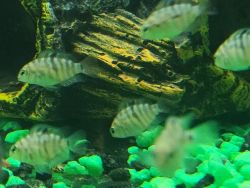 10 Polar Blue Parrot Cichlid Fry / Shipping incl.