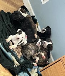 6 Male PitBull puppies for sale