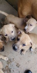 Forever Homes 4 Puppies