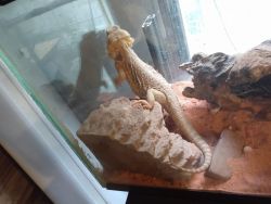2 Red Bearded Dragons