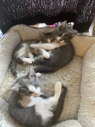 4 kittens for FREE 2 girls 2 boys all 6 months