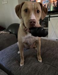 Dog for rehome