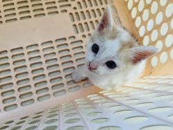 5 week old Indian kitten for adoption