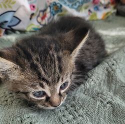 Kittens for a good home