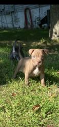 Pitt bull puppies for sell.$1400. Registered and first shots