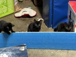 Beautiful Black Kittens!!!
