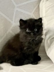 Persian/siamese mix kittens