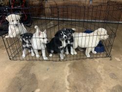 Husky mix Puppies need Rehomed