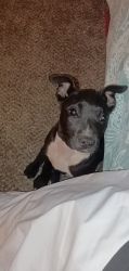 Pitbull puppy 14 week's old female