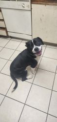 Free lab and pit mix